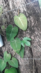 Philodendron hederaceum hederaceum