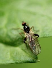 Hybotinae