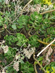Pachysedum