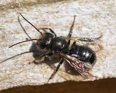 Osmia