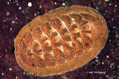 Tripoplax trifida