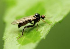 Hybotinae