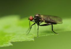 Hybotinae