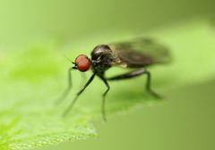Hybotinae