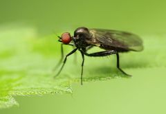 Hybotinae