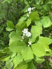 Crataegus macracantha
