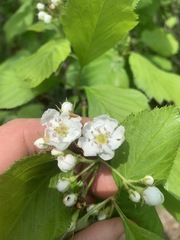 Crataegus macracantha