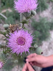 Cirsium nuttalii image