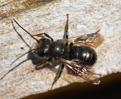 Osmia