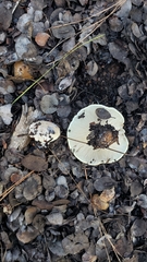 Tricholoma manzanitae