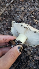 Tricholoma manzanitae