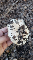 Tricholoma manzanitae