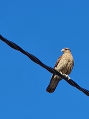 Daptrius chimango chimango