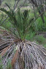Macrozamia fraseri