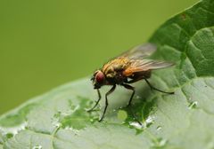 Phaonia