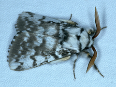 Porela vitulina