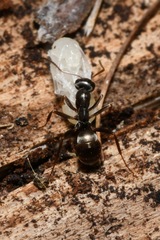 Formica fusca