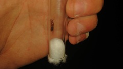 Camponotus sayi