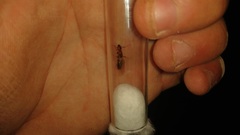 Camponotus sayi