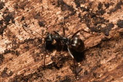 Formica fusca