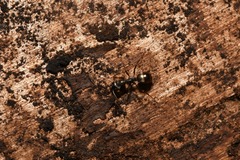 Formica fusca