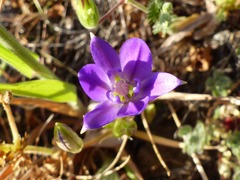 Brodiaea jolonensis