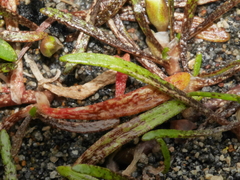 Montia campylostigma