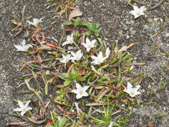 Montia campylostigma