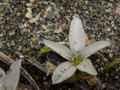 Montia campylostigma