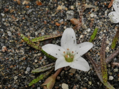 Montia campylostigma