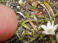 Montia campylostigma