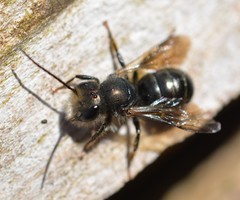 Osmia