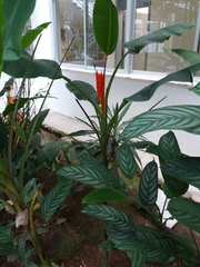 Heliconia