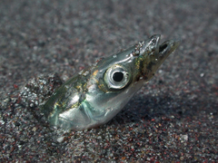 Pacific Sand Lance photo 2