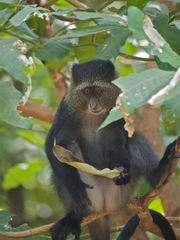 Cercopithecus mitis manyaraensis