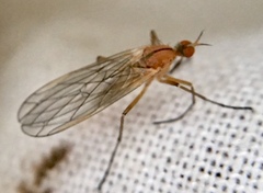 Empis stercorea