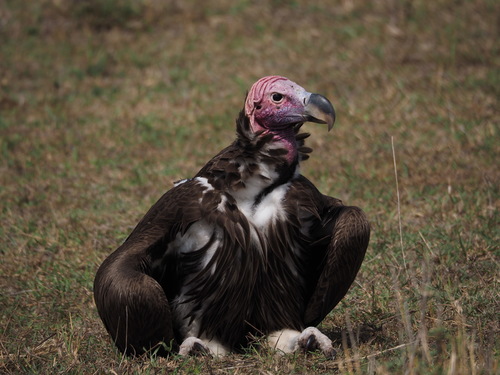 Lappet-faced Vulture