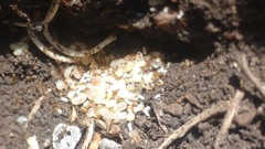 Solenopsis validiuscula