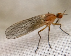 Empis stercorea