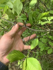 Crataegus macracantha