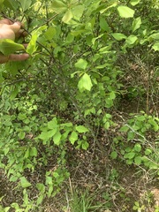 Crataegus macracantha