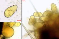 Phyllactinia alnicola