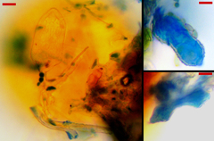 Phyllactinia alnicola