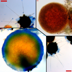 Phyllactinia alnicola