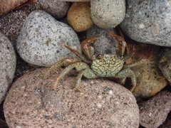 Geograpsus lividus