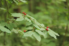 Lonicera xylosteum