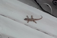 Hemidactylus platyurus