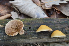 Crepidotus calolepis