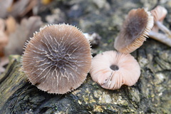 Pluteus thomsonii