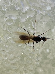 Camponotus decipiens